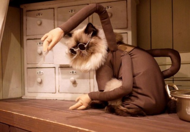 Коты и Кошки
