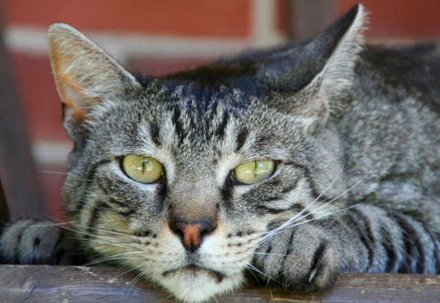Коты и Кошки
