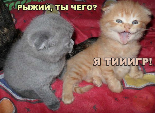 150 картинки для поднятия настроения!