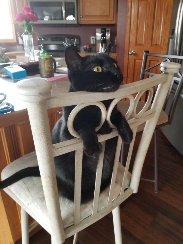 Коты и Кошки