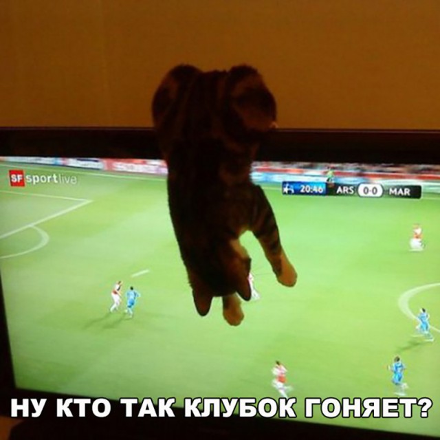 Коты и Кошки