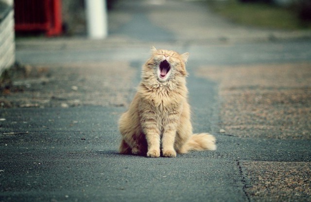 Коты и Кошки
