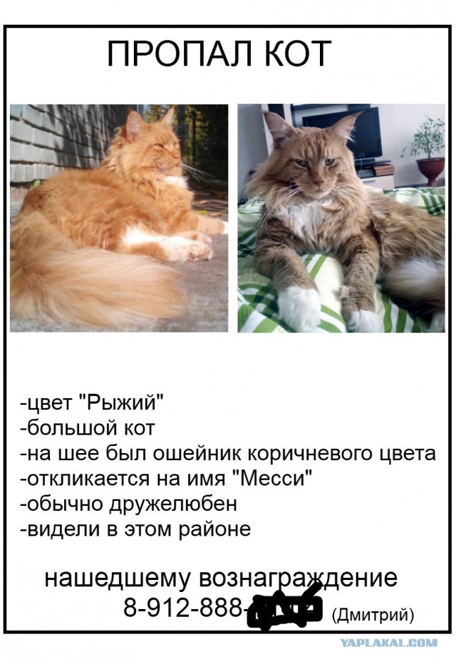 Котовторник 03.10.17.
