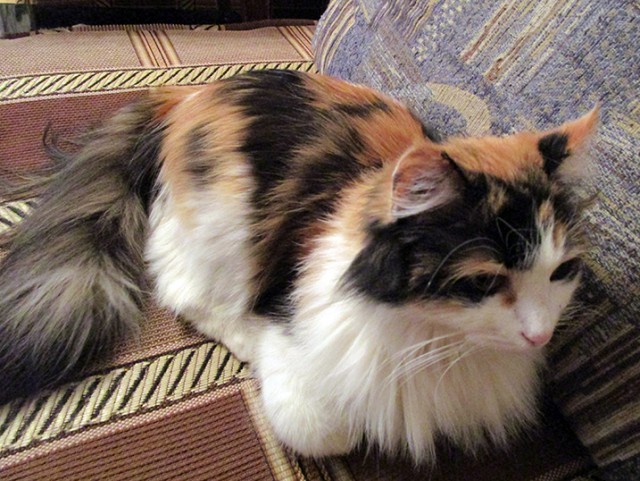 Котовторник 31.10.2017