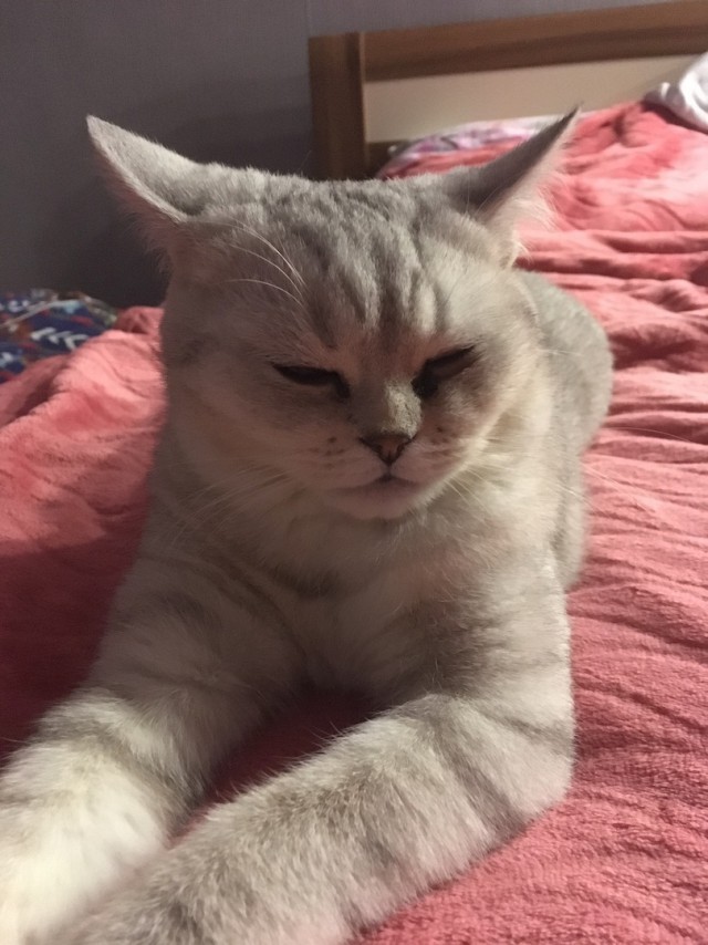 Котовторник 28.11.2017