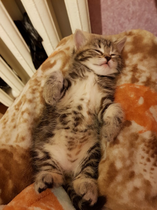 Котовторник 12.12.2017