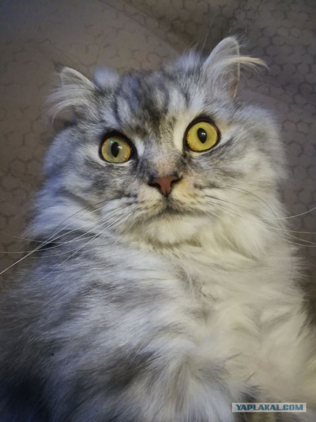 Котовторник 24.04.2018