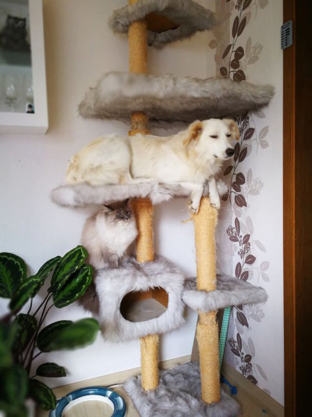 Живность из сети