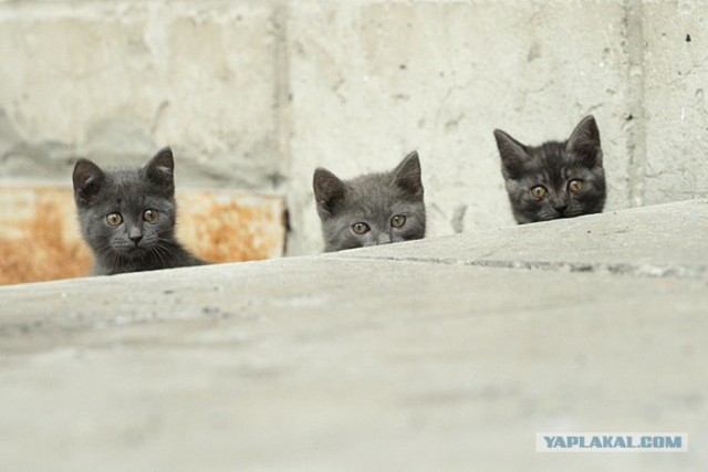 Уррааа! Котовторник на ЯПлакалъ!