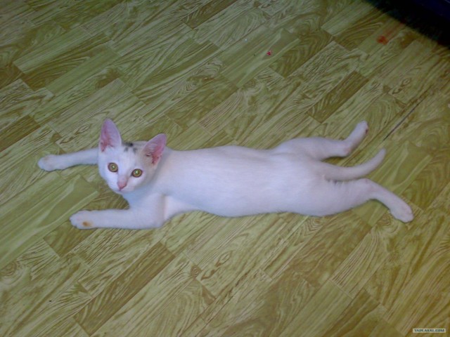 Котовторник на 24 августа