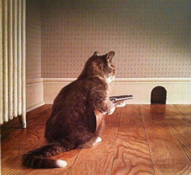 Боевые коты