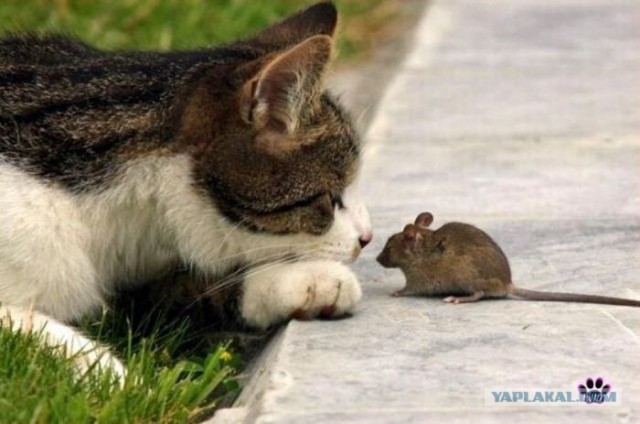 Котовторник. А как же?!