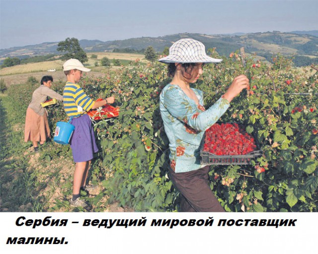 Подборка бесполезных фактов.