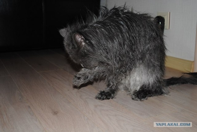Котовторник (14.02.2012)