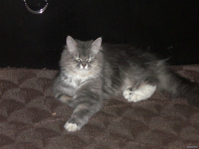 КОТОВТОРНИК (6.03.2012)