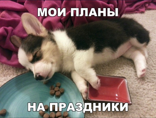 Милые животные. Мимиметр сломался