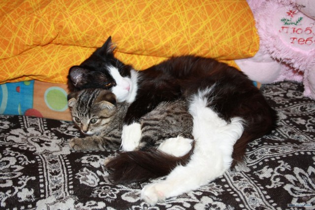 Котовторник 10.04.2012