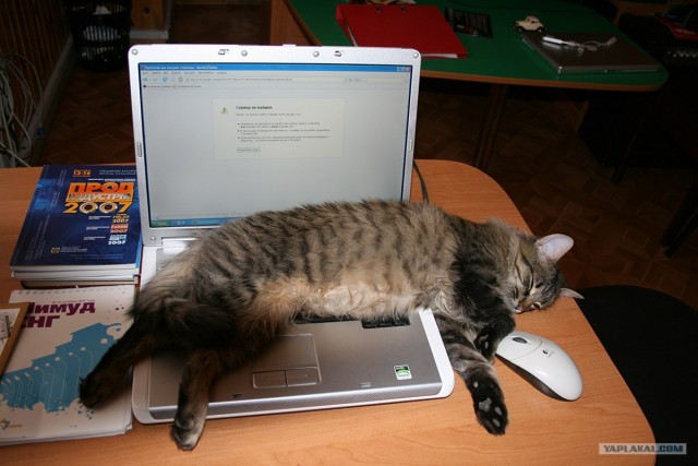 Котовторник 22.05.2012