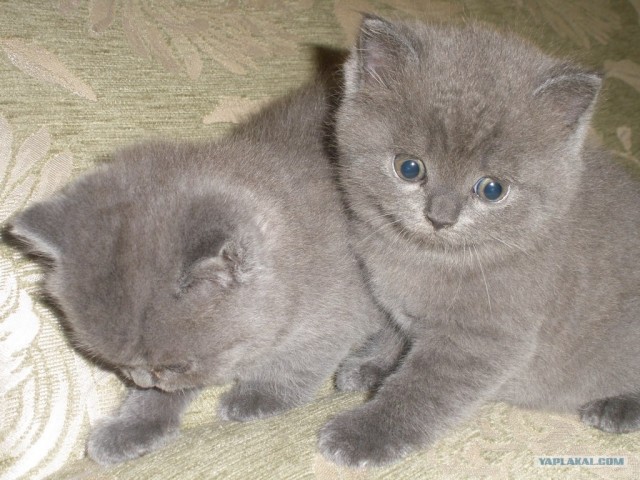 Котовторник   5.06.2012