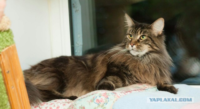 20 снимков с кисточками, доказывающих, что прекраснее мейн-кунов могут быть лишь котята мейн-кунов