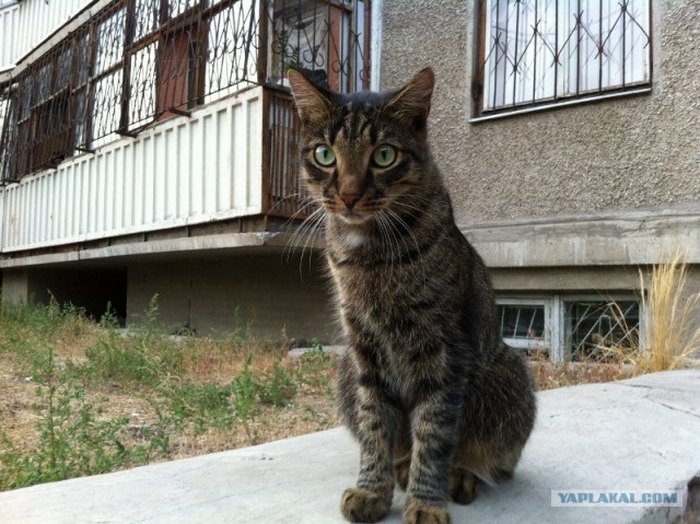 16 лучших котов сезона