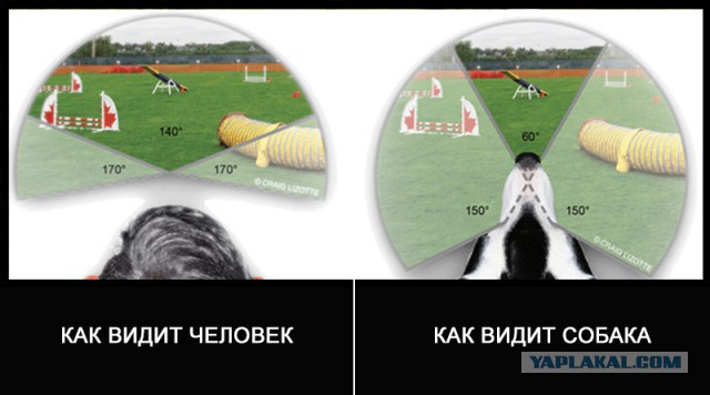 Эмоциональный зритель