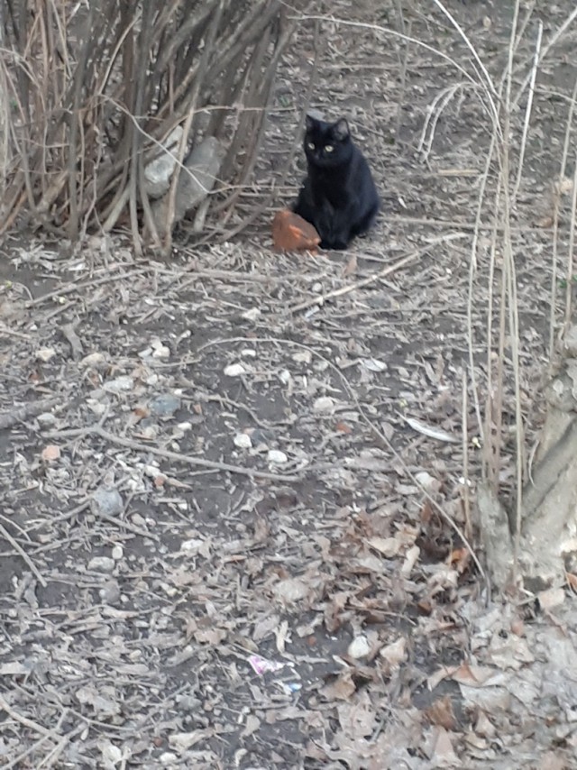 Забавные фото котеек