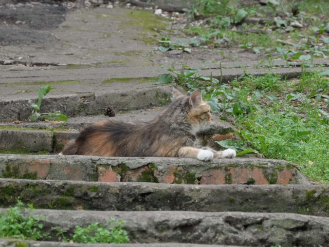 Котовторник 18.06.2019