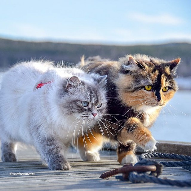 Котовторник однако