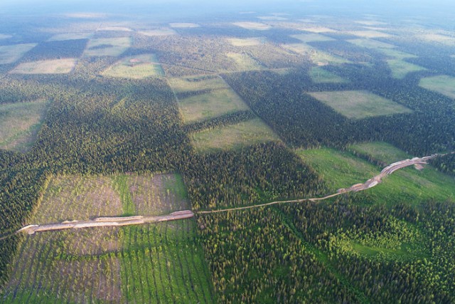 Двинско-Пинежское междуречье: как исчезают первозданные леса