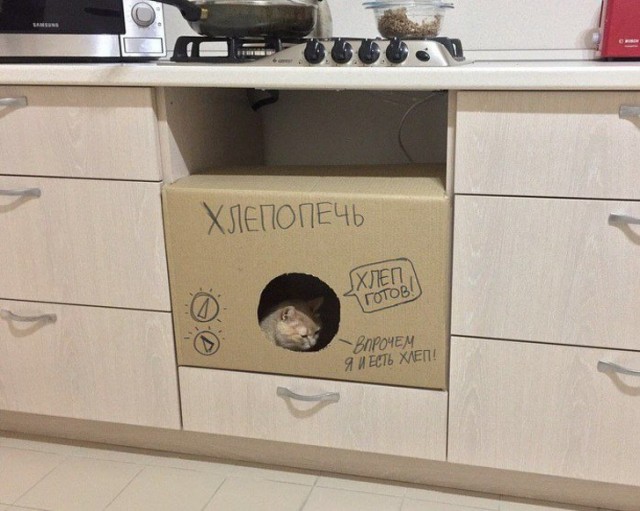 Забавные фото котеек