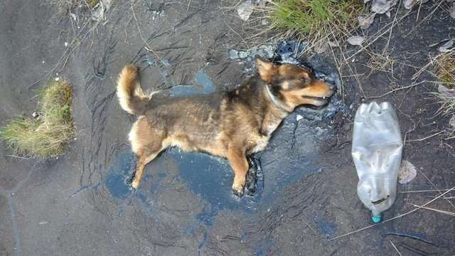 Собака, застрявшая в смоле, отчаянно звала на помощь несколько дней, пока наконец ее не услышали