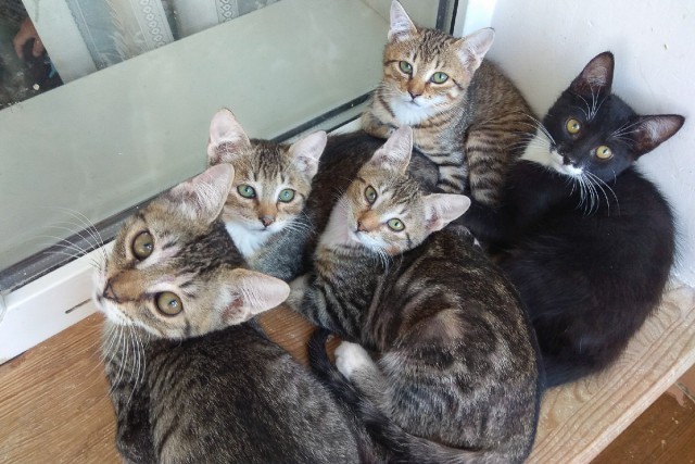 Забавные фото котеек