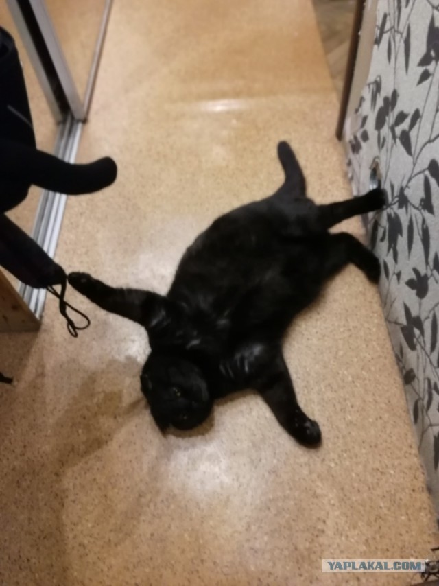 Paзнoвиднocти тьмы