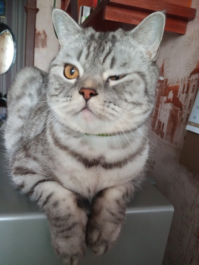 Забавные фото котеек