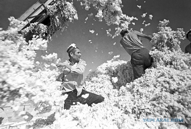 Хлопковое дело в СССР
