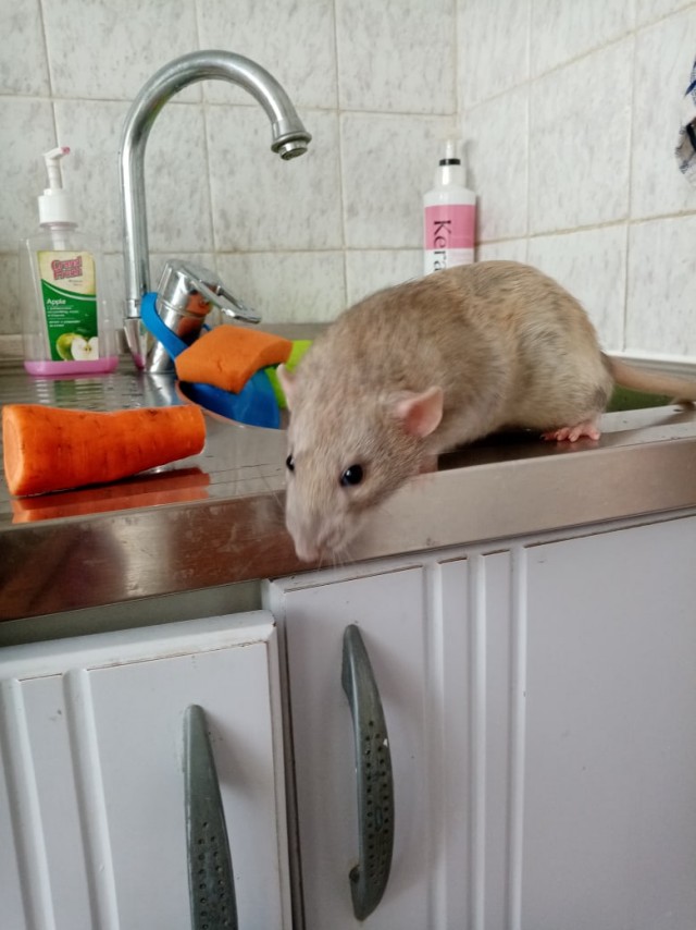 Эти забавные животные