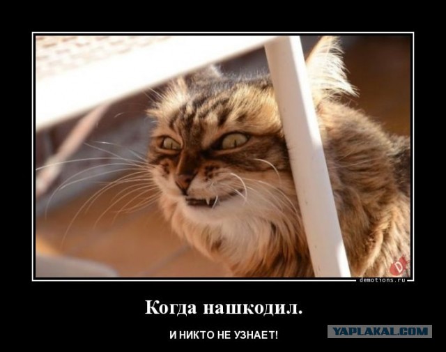 Никто не читал. Когда нашкодил. нашкодил мем. никто не узнает. когда нашкодил прикол.