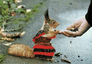 Фотожаба: Бельчонок
