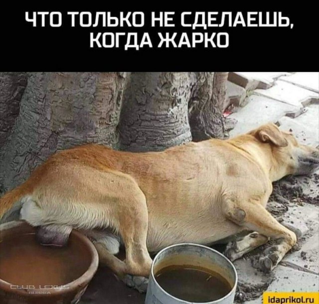 Сегодня совсем лайтовенькие картинки