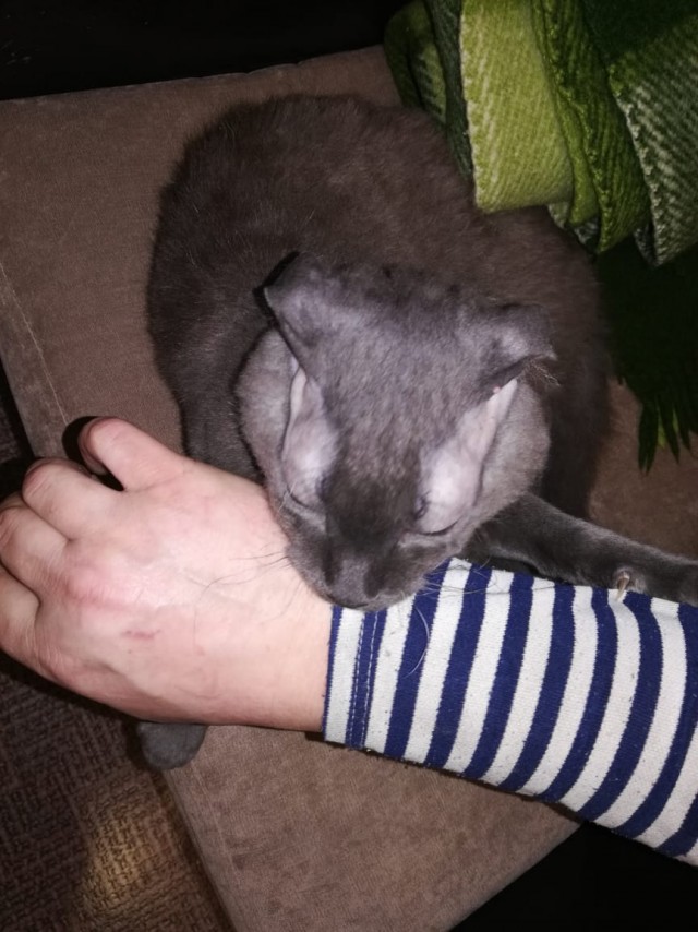 Котовторник. Добавляйте своих