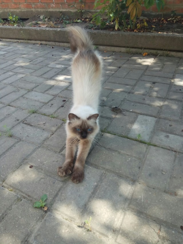 Всех кошатников с Праздником!