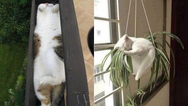 Кошки часто любят отдыхать там, где их, в принципе, не должно быть