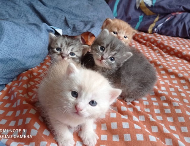 Котовторник!
