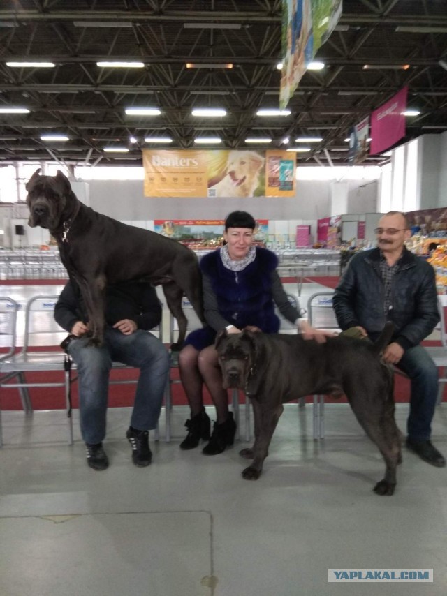 Собакены