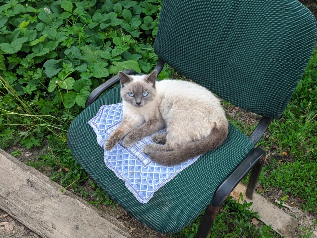 Котовторник же очередной