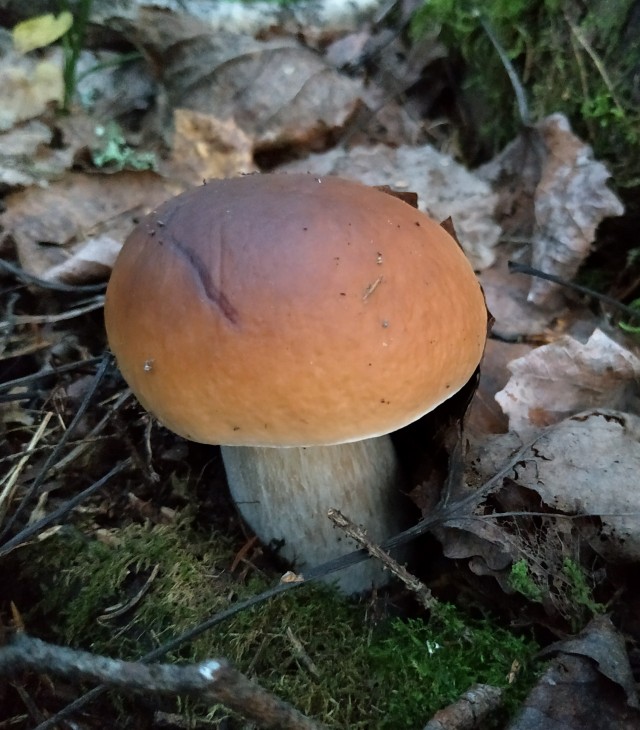 На море за грибами