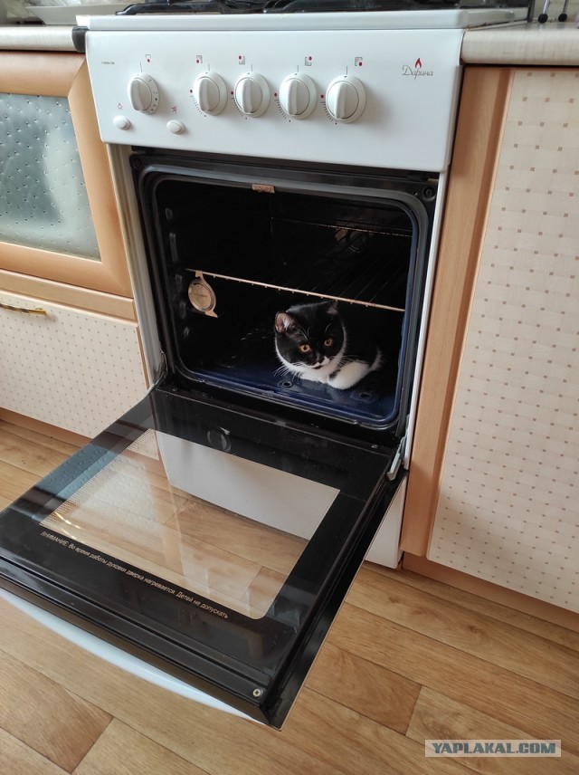 Котовторник 05.10.21 г