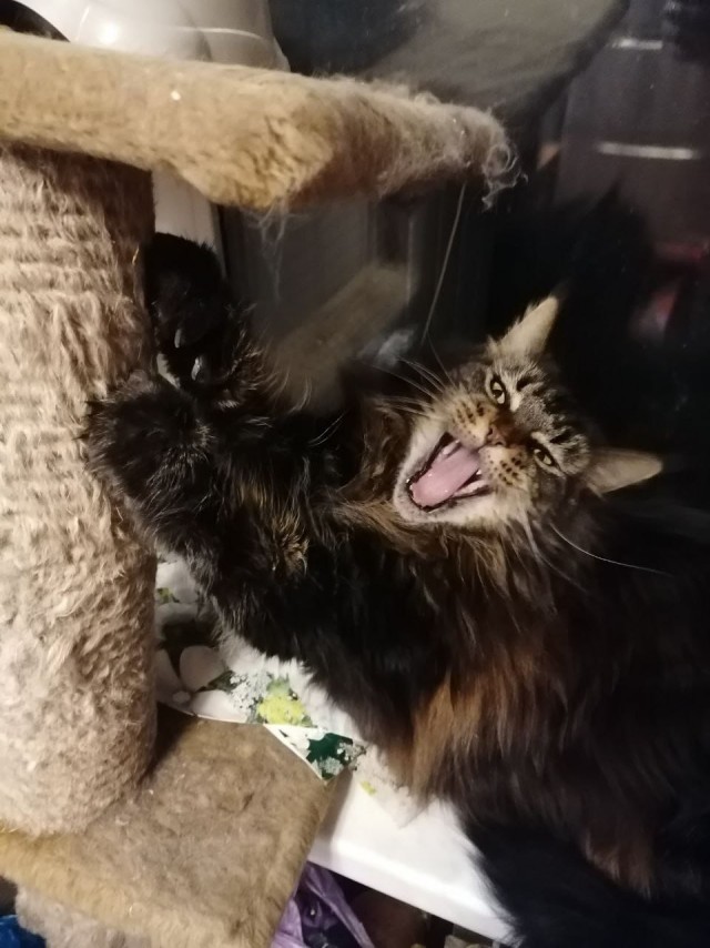 Котовторник