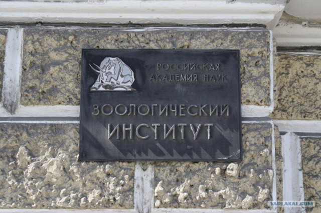Зоологический музей СПб